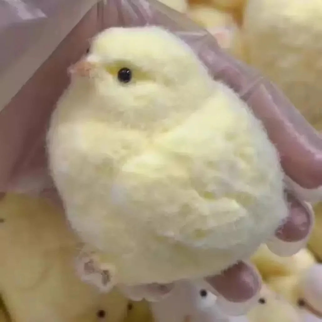 Chick Squishy Toy.